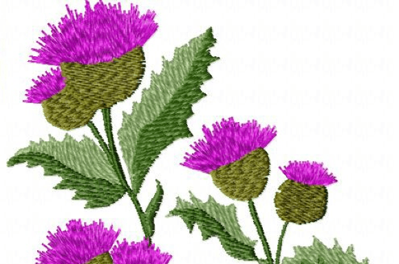 Wildflowers: A Touch of Nature's Beauty